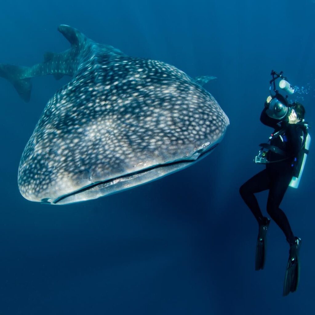 Shark Encounters on diving Komodo