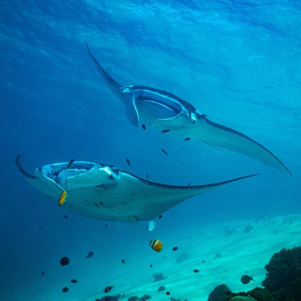 The Manta Rays of Diving in Komodo