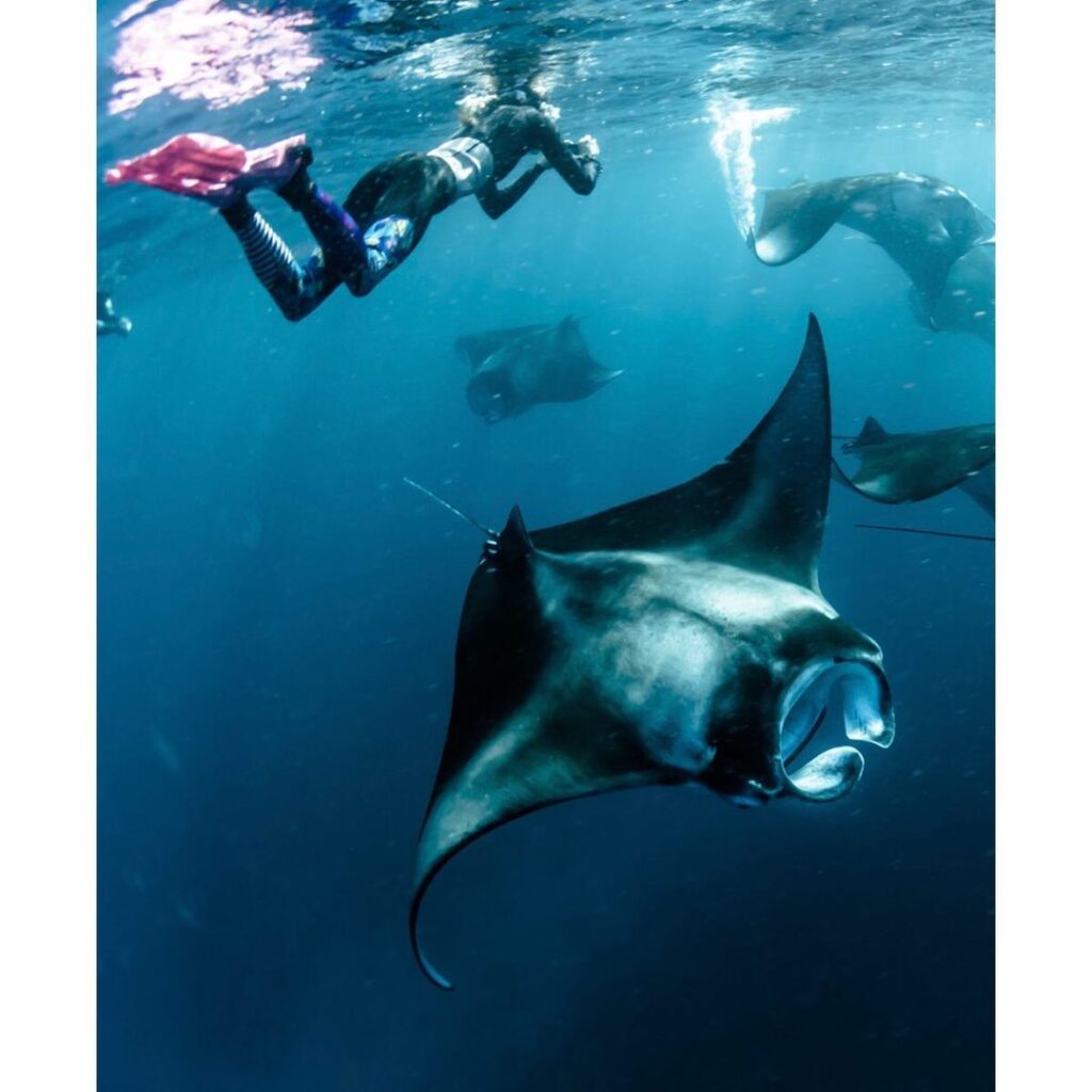 manta rays on komodo island boat tour