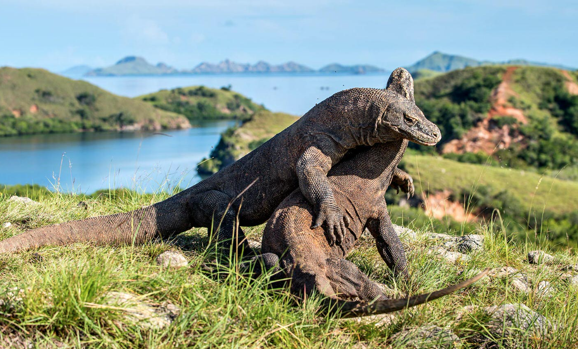 How Much for a 3D2N Komodo Island Tour?