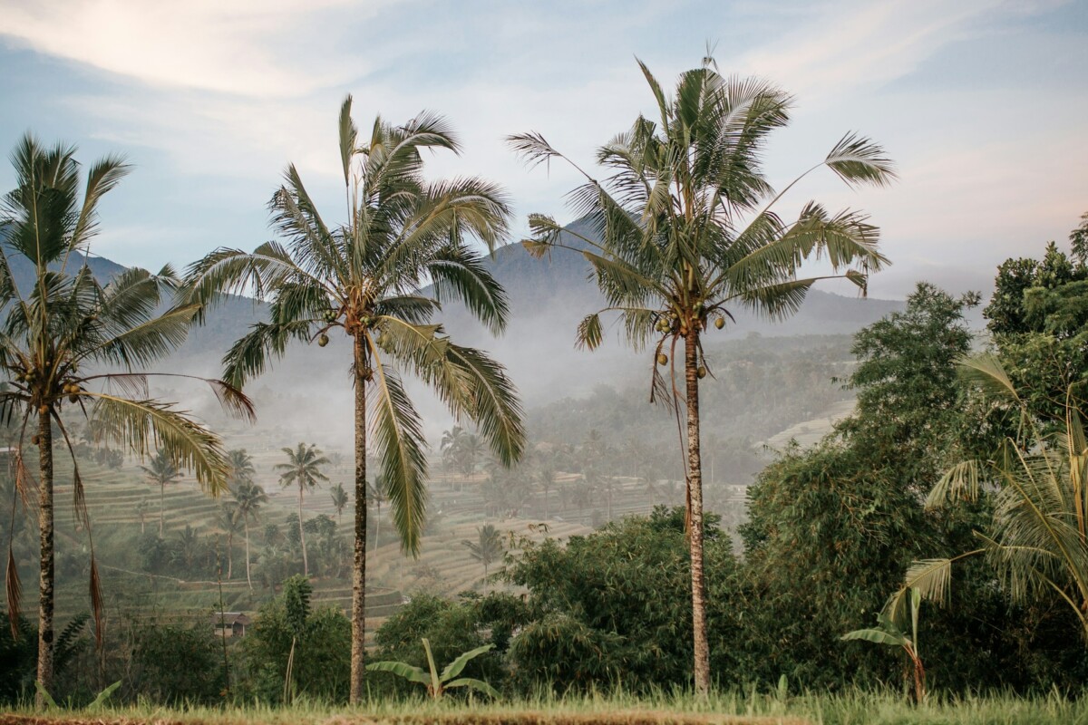 bali scenery with two coconut tree