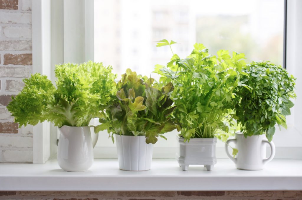 Indoor Herb Gardening: Greenery in Minutes