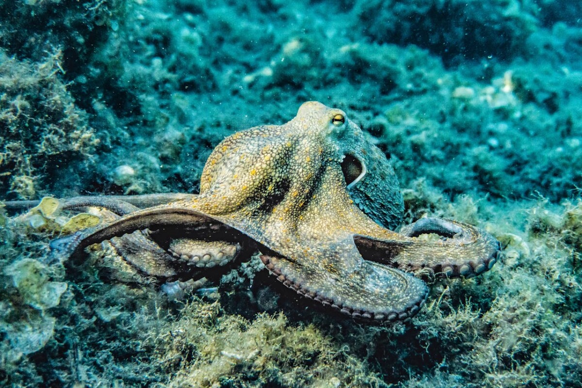 Blue-Ringed Octopus