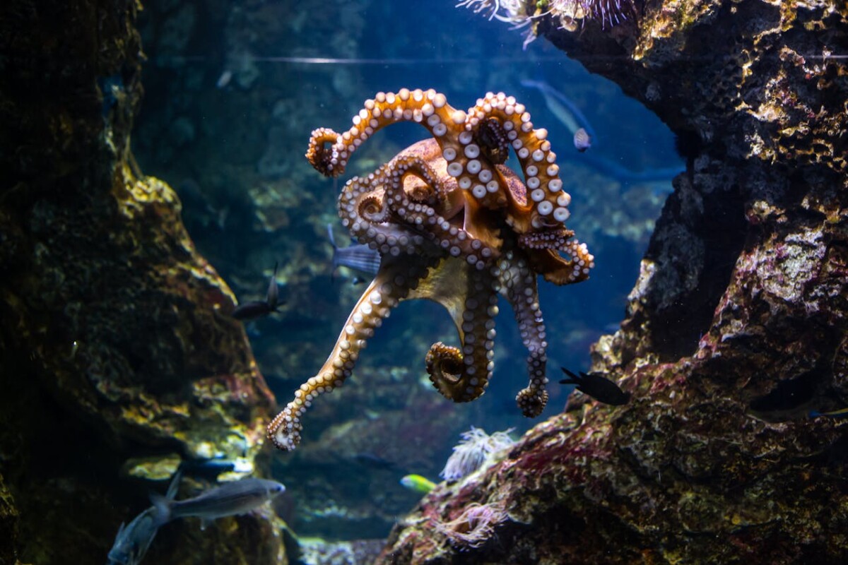 blue ringed octopus