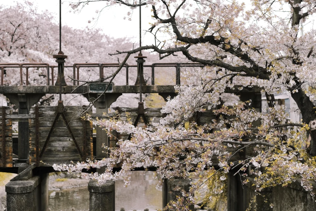 cherry blossom viewing in japan
