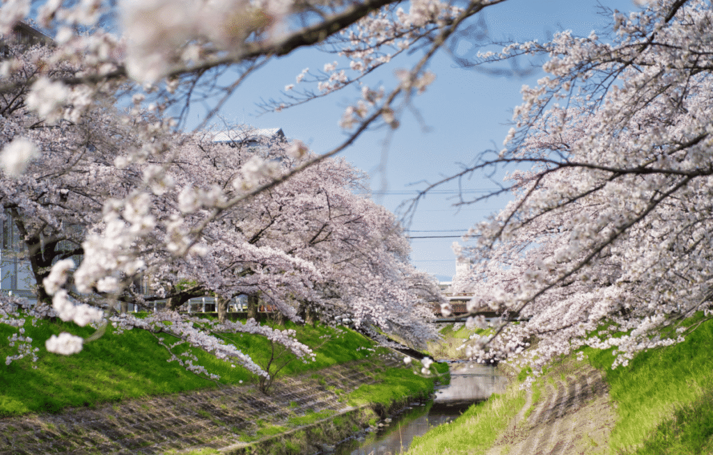japan cherry blossom festival