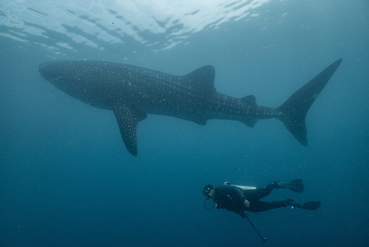 whale shark in togean island