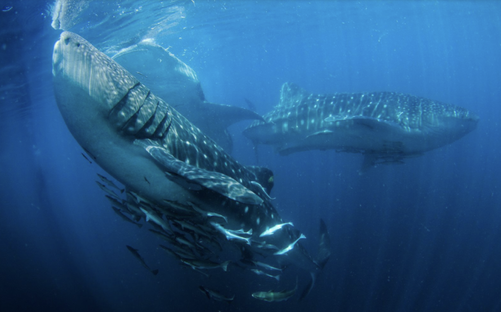 Diving with Jakare